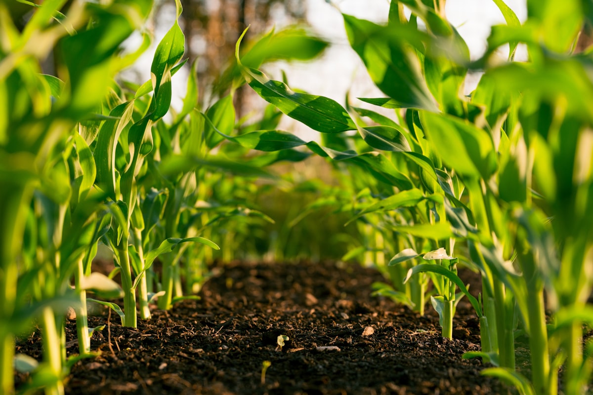 Farmer using technology in an East African field